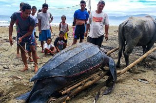 La plus grande espèce de tortue connue, la tortue luth, peut atteindre plus de deux mètres (archives).